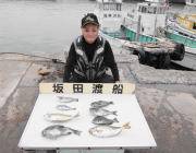 黒島の磯、グレ・ガシラ・アイゴの釣果