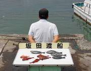 黒島の磯、グレ・ガシラ・アイゴの釣果