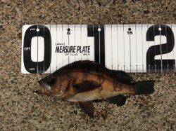 田烏~釣姫、朝マヅメを狙って4頃時からの釣行!!