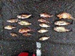 田烏~釣姫、朝マヅメを狙って4頃時からの釣行!!