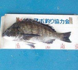 大波下　フカセでチヌ46.7cm