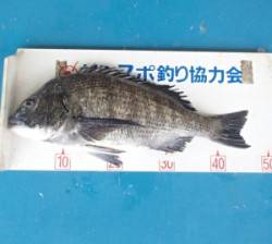 大波下　フカセでチヌ46.7cm