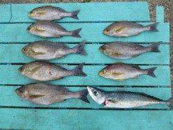 神谷一文字　カゴ釣りでイサギ・ゴマサバ・小ダイ釣果