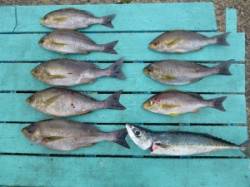 神谷一文字　カゴ釣りでイサギ・ゴマサバ・小…