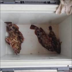 大丹生カセ 　チヌ47.5cm他ガシラ