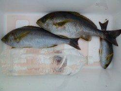 神谷一文字　カゴ釣りでイサギ〜36cmの釣果