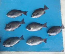 大丹生防波堤　フカセでグレ〜31.6cm7…