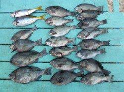小グレが大漁 ♪　ケムリ島でのフカセ釣り釣果