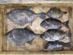 沖一文字内向き、すいこみ釣りでウマズラ・グレ・カワハギ♪