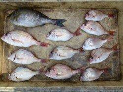 沖一文字内向き、カゴ釣りでイサキやチャリコの釣果