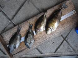 キハチ磯、フカセ釣りでアイゴ・グレの釣果