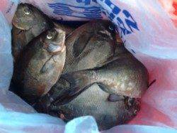 双子の親でフカセ釣り　30cm混じりで大漁です☆