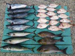 沖一文字内向き　イサギ・ゴマサバ・ソーダガツオ脂のっています！