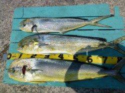 沖一文字内向きバラシ多かった様ですがシイラ82cmまでを3尾！