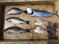 沖一文字外向き、カゴ釣りでイサキ・ソーダガ…