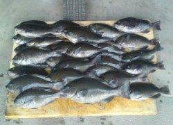 野原磯　フカセでグレ〜32cm30尾　2人の釣果