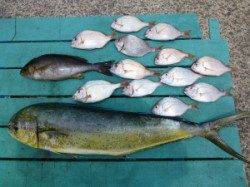 沖一文字内向き、のませで85cmのシイラ、カゴ釣りでイサキなど