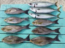 沖一文字外向き、カゴ釣りでイサキ・ゴマサバ…