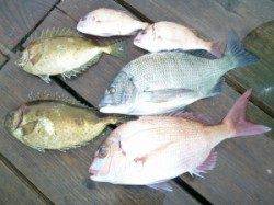 由良南部、筏でダンゴ釣り、マダイ・チヌ・バリコなどの釣果