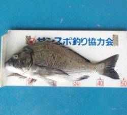 イカダチヌのシーズン到来！　青井イカダでの釣果