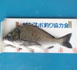 イカダチヌのシーズン到来！　青井イカダでの…