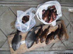 沖ノ島_地ノ島　フカセでグレ2匹の他、ガシラは大漁