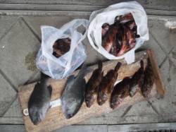 沖ノ島_地ノ島　フカセでグレ2匹の他、ガシ…