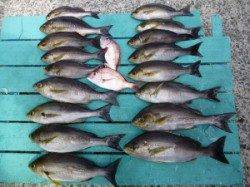 沖一文字外向き、カゴ釣りでイサキ10匹オーバーの釣果☆