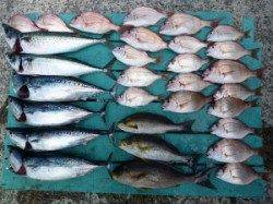 沖一文字内向きでのカゴ釣りは色々釣れました♪