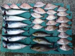 沖一文字内向きでのカゴ釣りは色々釣れました…