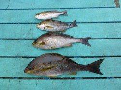 沖一文字外向き、カゴ釣り＆すいこみでの釣果♪