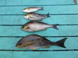 沖一文字外向き、カゴ釣り＆すいこみでの釣果…