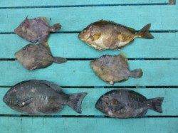 沖一文字外向き、カゴ釣り＆すいこみでの釣果♪