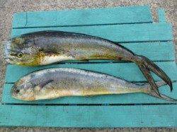 神谷沖一文字内向き、のませでシイラ2匹！！