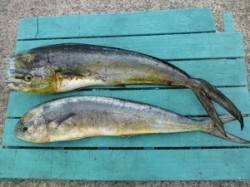 神谷沖一文字内向き、のませでシイラ2匹！！…