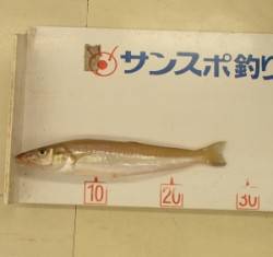 小橋防波堤でキス10匹オーバーの釣果☆