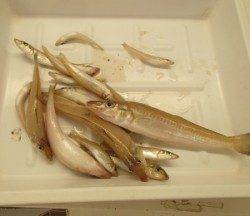 小橋防波堤でキス10匹オーバーの釣果☆