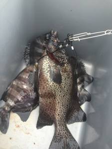 双子の親で底物釣り、イシダイ＆サンバソウＧ…