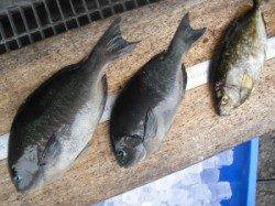 有田エリアの磯でフカセ釣り、アイゴ・グレなどの釣果☆