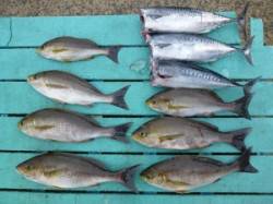 カゴ釣りでイサキ＆オーダカツオ釣れています…