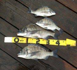 青井イカダ、調子が上向いてきました ↑ ↑