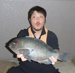 舞鶴田井の磯でグレ45.6㎝と31.6㎝の…