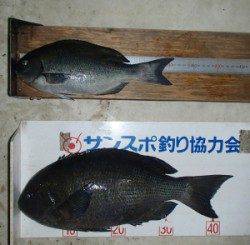 舞鶴田井の磯でグレ45.6㎝と31.6㎝の釣果
