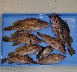 音海の防波堤での泳がせ釣りでアコウ大漁！他根魚も