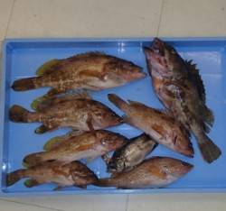 音海の防波堤での泳がせ釣りでアコウ大漁！他…