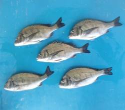 【22日】大丹生イカダでチヌ36.7㎝を頭…