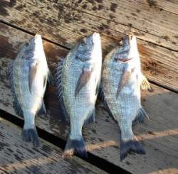 青井イカダでチヌ36㎝を頭に3匹、エサは丸…