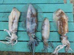 神谷一文字、まだまだアオリイカ狙えます★