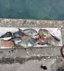 【萩尾の磯グレ】４０ｃｍ出ました(#^.^#)