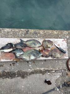 【萩尾の磯グレ】４０ｃｍ出ました(#^.^#)